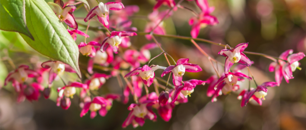 Epimedium